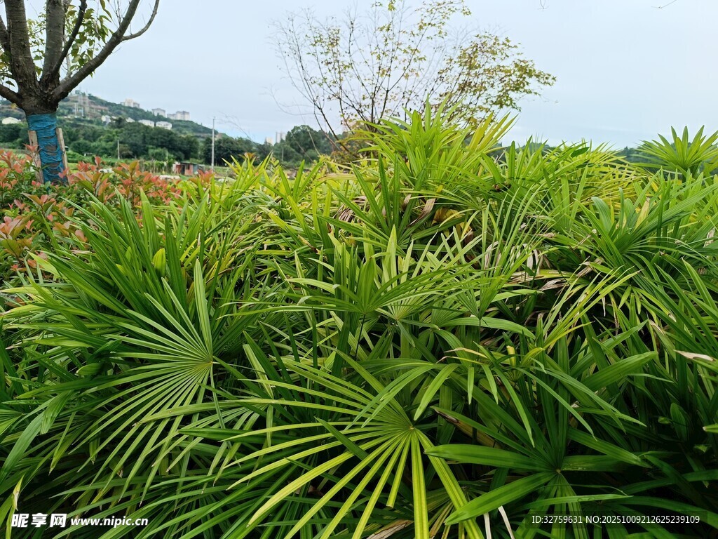 翠绿蒲葵植物景观