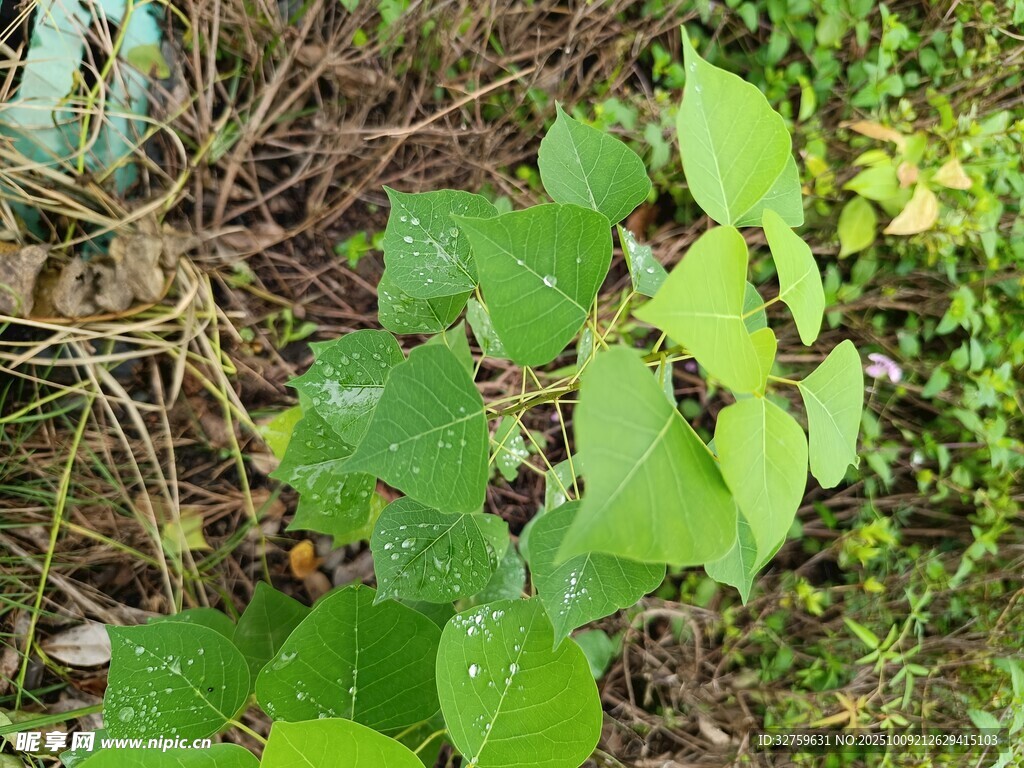 绿叶丛中的蜘蛛