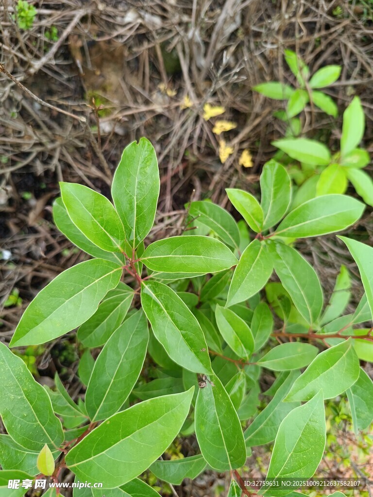绿叶植物特写
