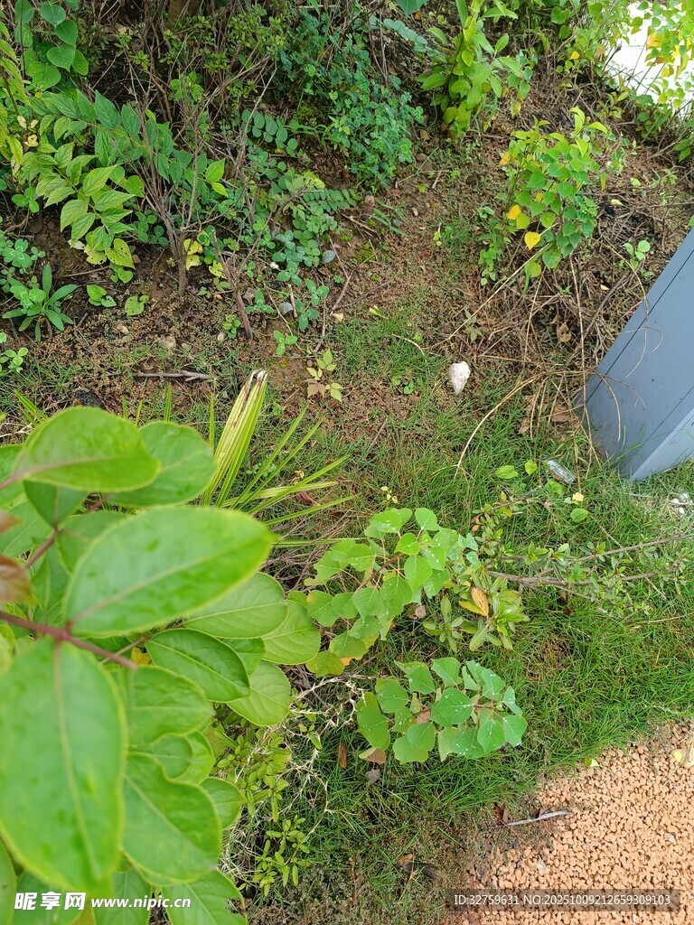 户外绿植小径景观