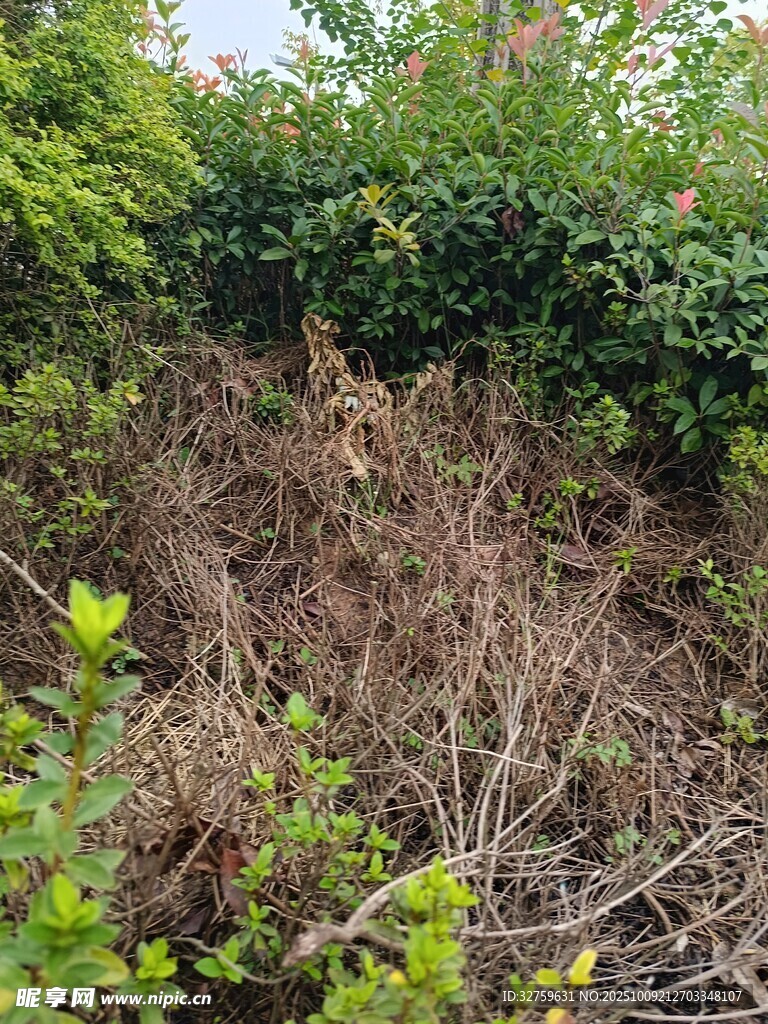 杂草丛生的绿植景观