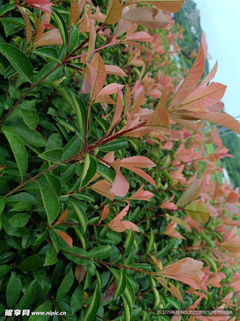 粉色花卉绿植景观