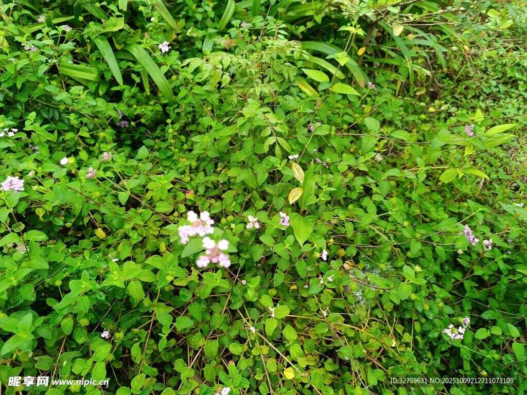 繁茂绿植中的白色小花