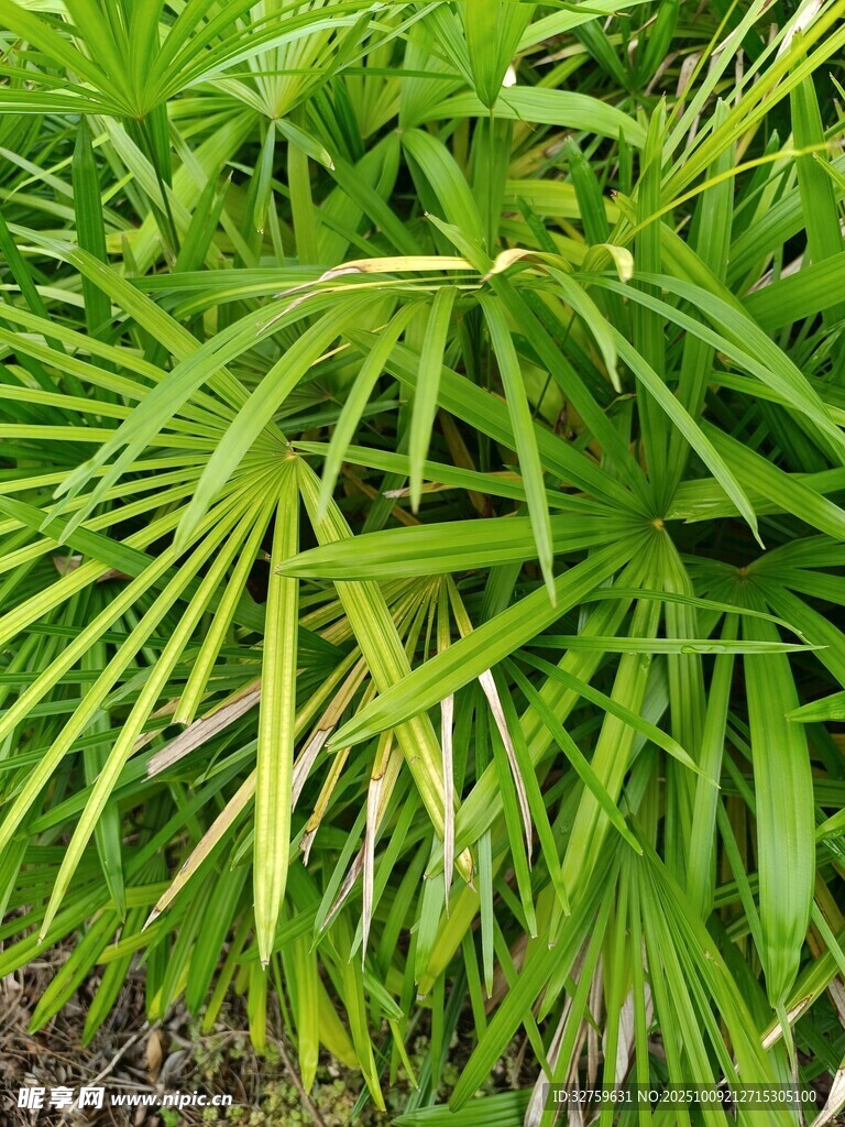 翠绿繁茂的热带植物叶片