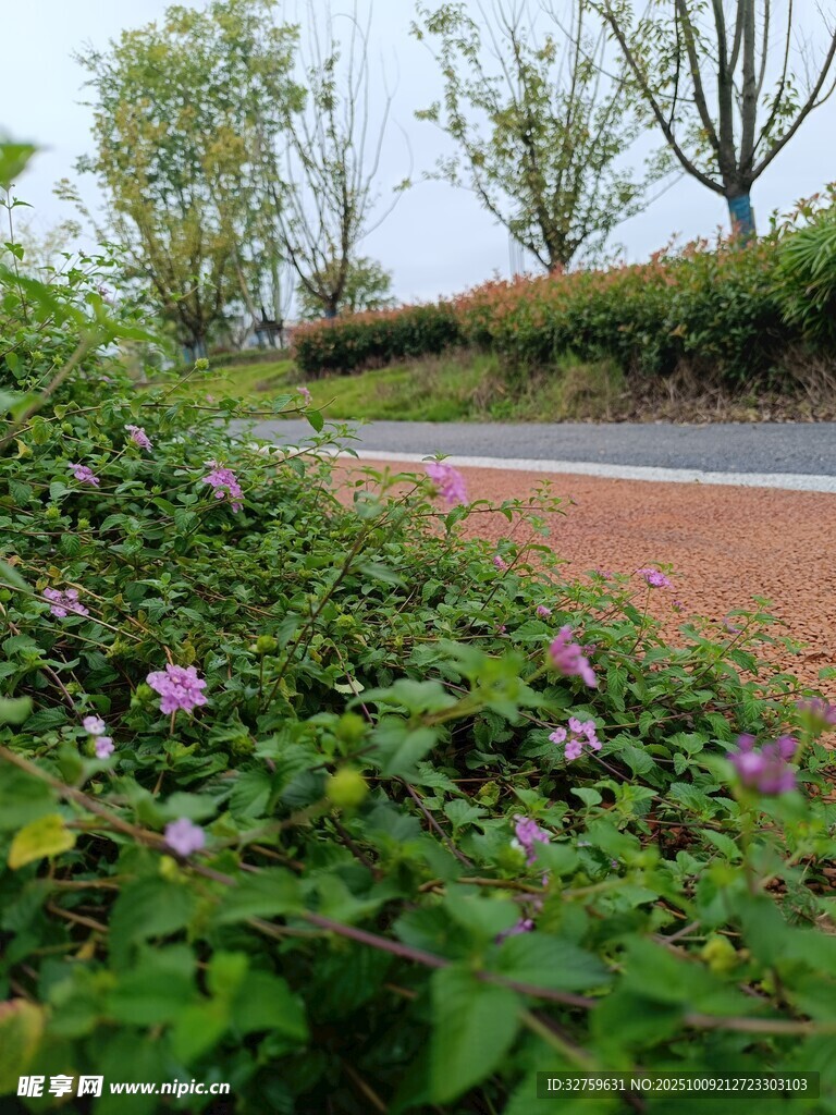 路边繁茂花草景观