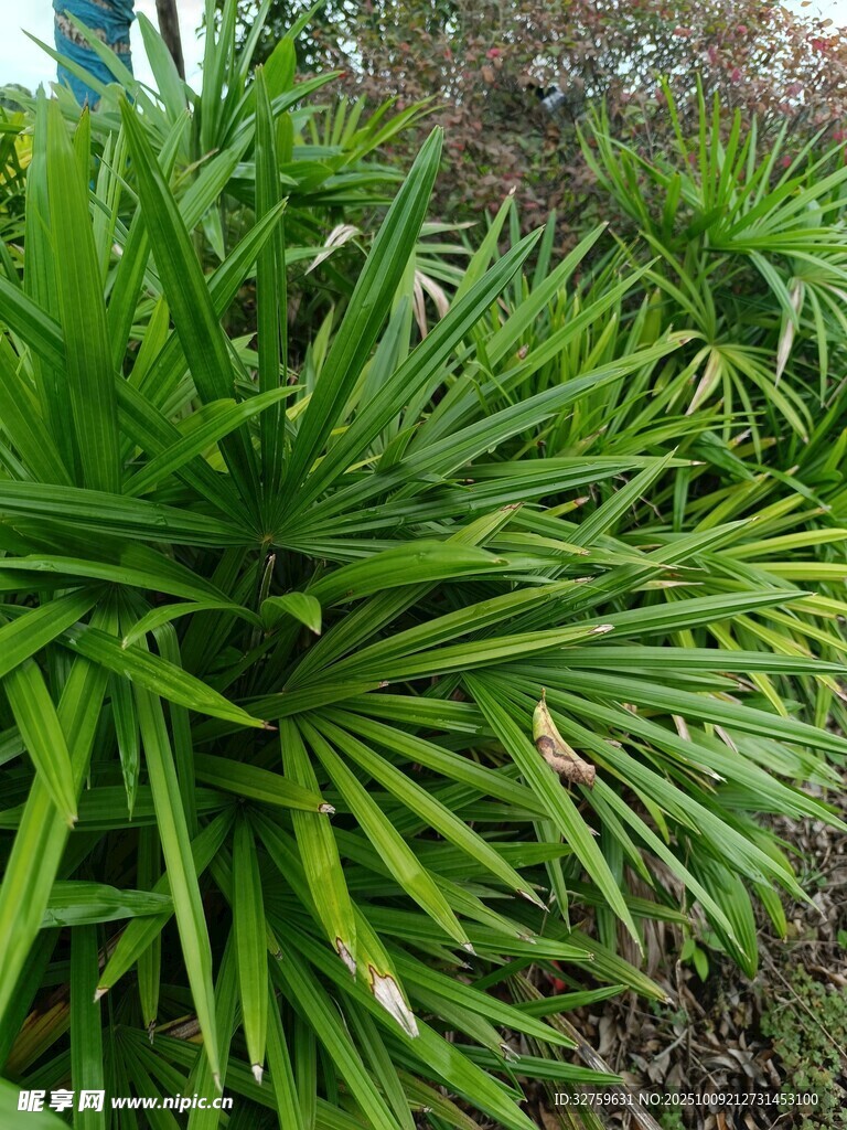 翠绿龙舌兰植物景观