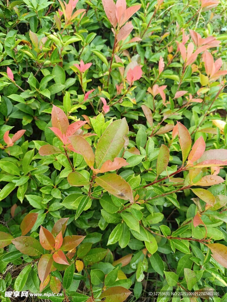多彩叶片的绿植景观
