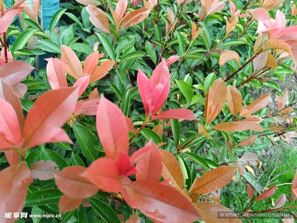 红叶灌木特写