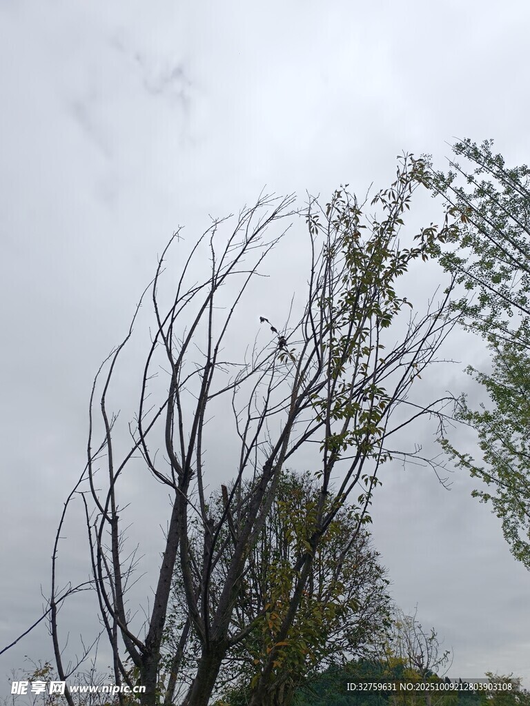 风雨中倾斜的树木
