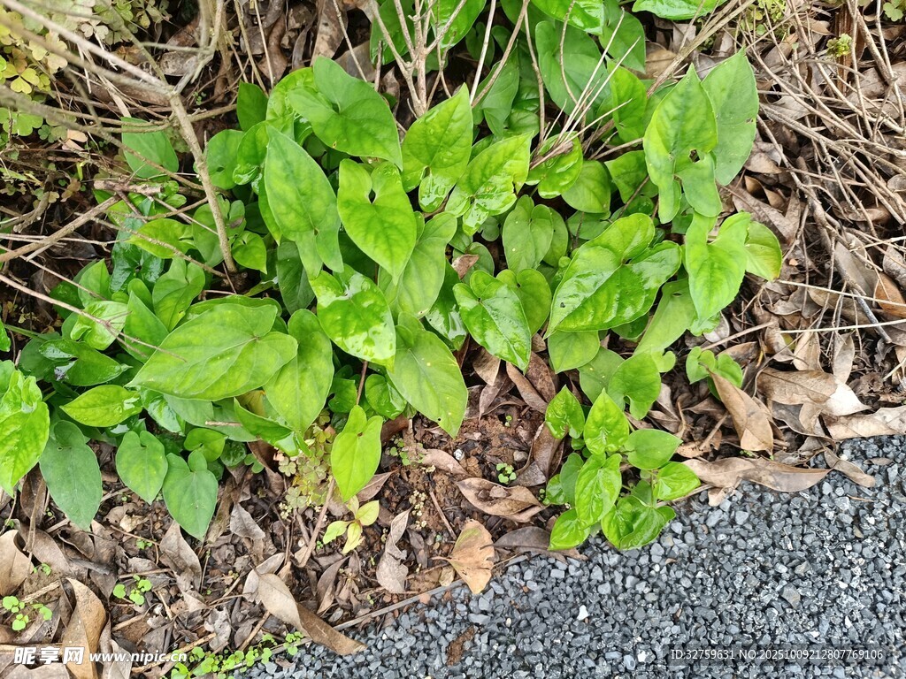 路边嫩绿植物生机勃勃