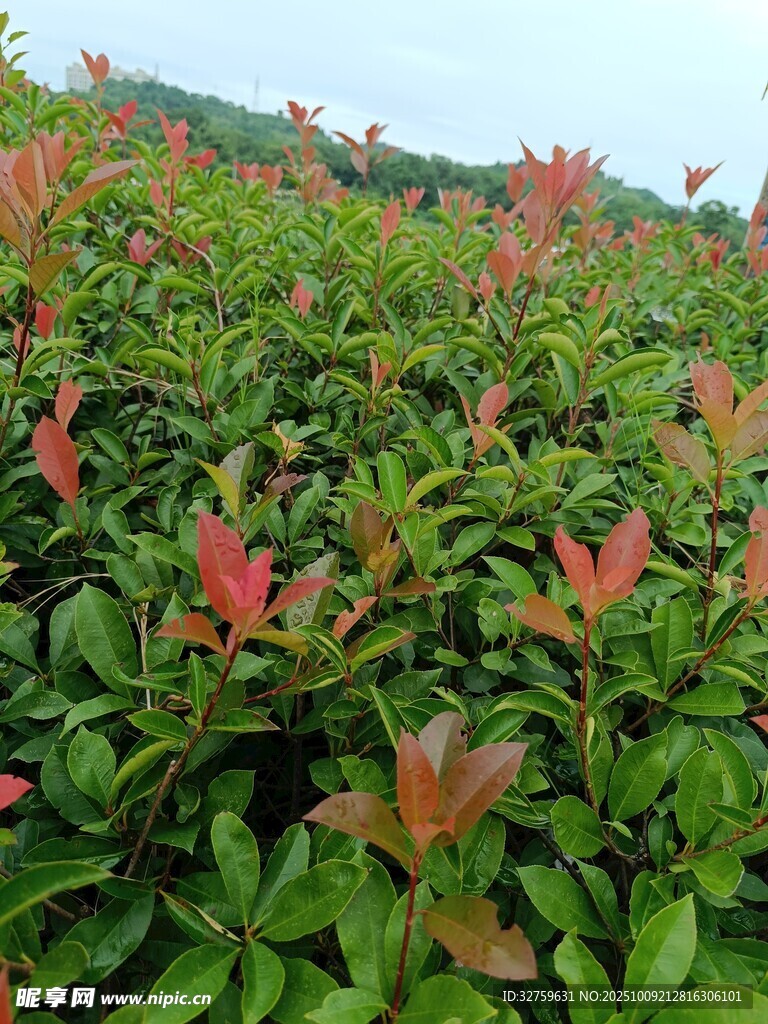 红叶绿植景观