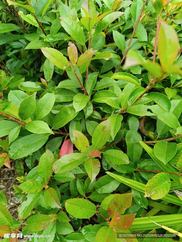 翠绿叶片植物生机景象