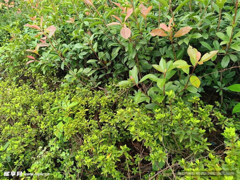翠绿繁茂的多样绿植景观