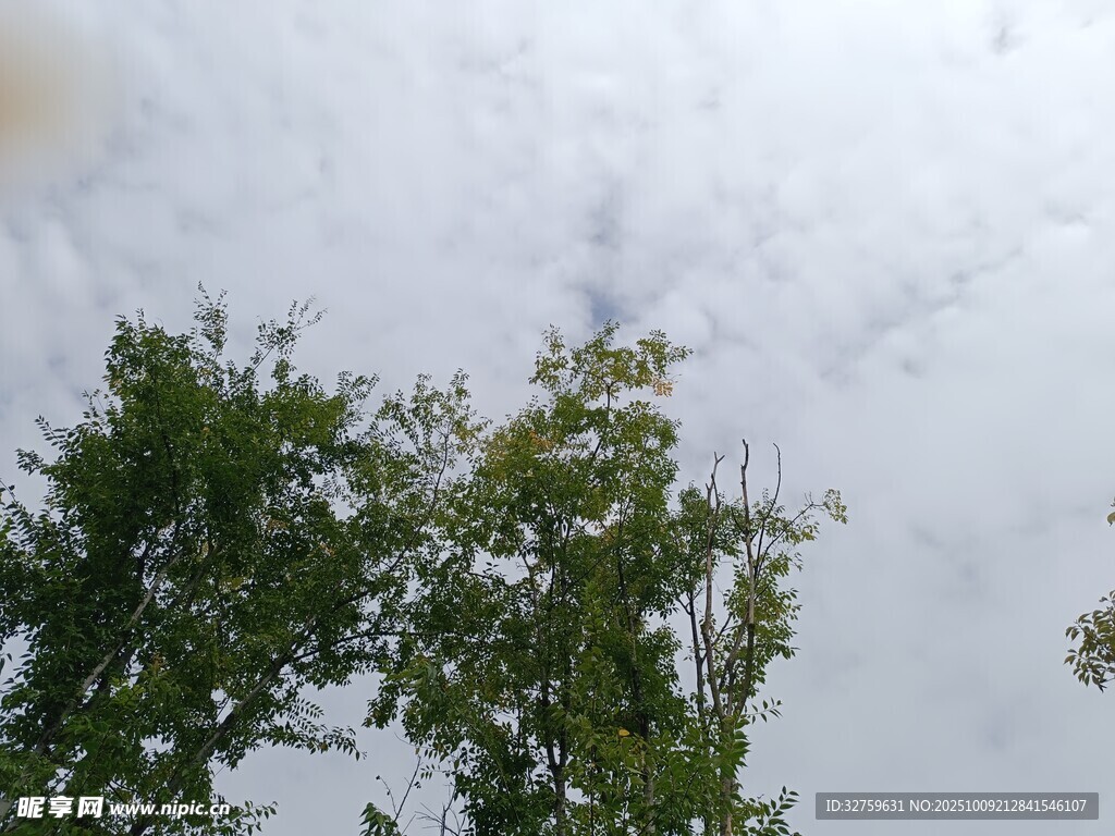 树梢之上的天空景象