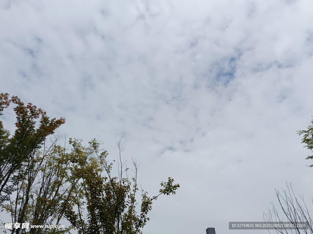 天空下的树梢与飞鸟