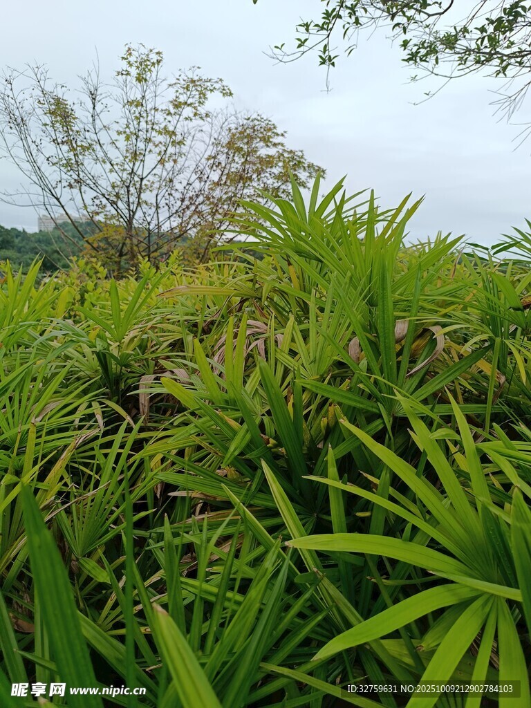 翠绿茂盛的野外植物景观