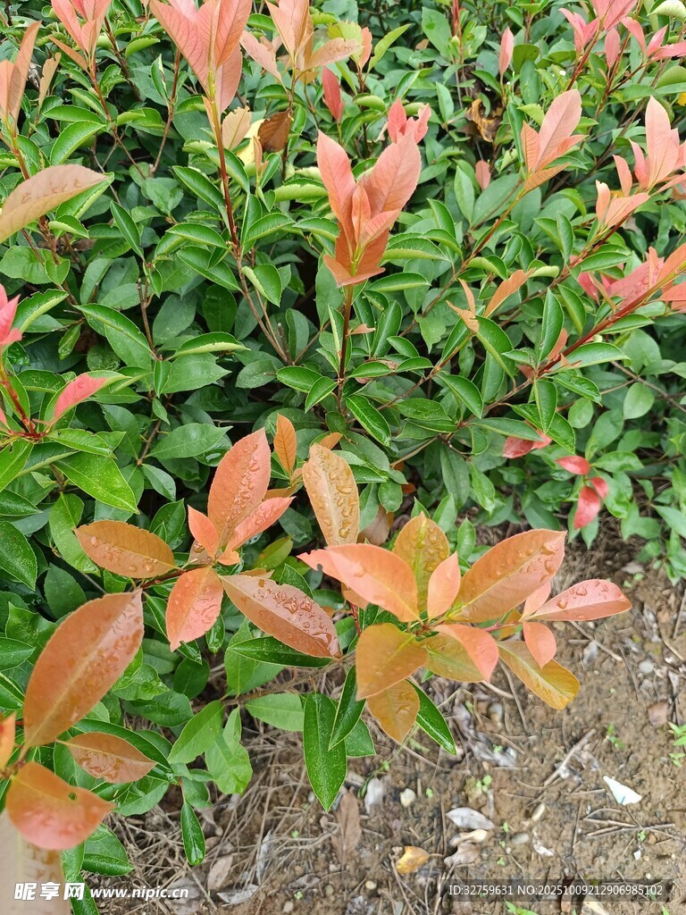 红叶绿植特写