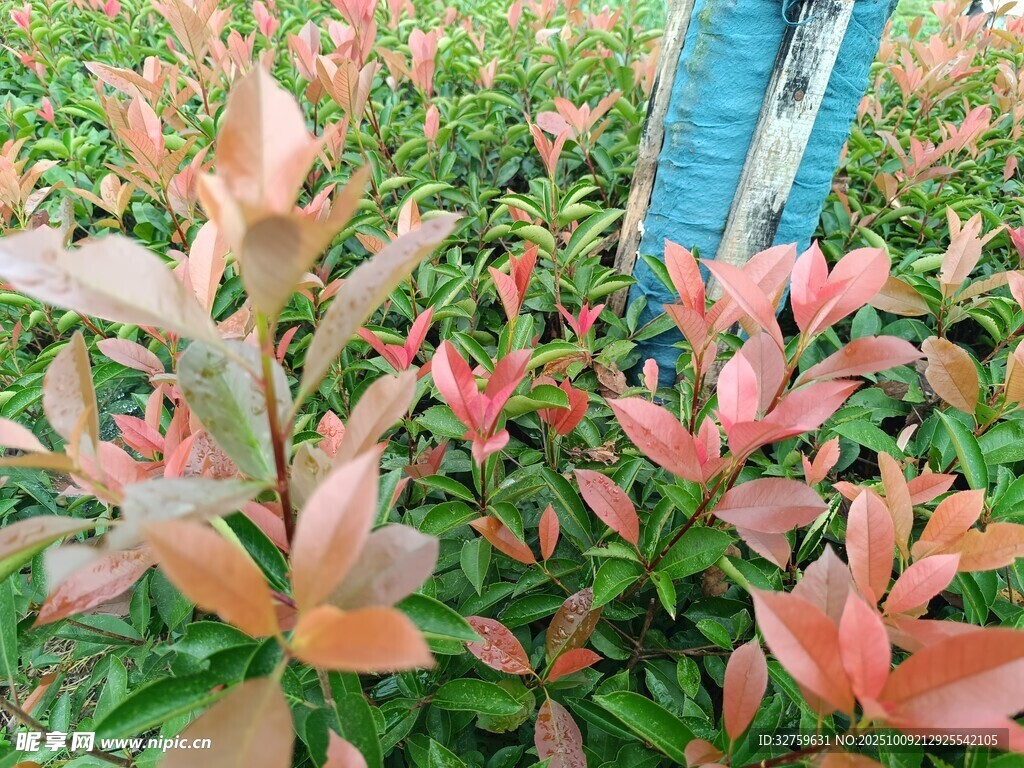 红叶植物旁的蓝色牛仔裤