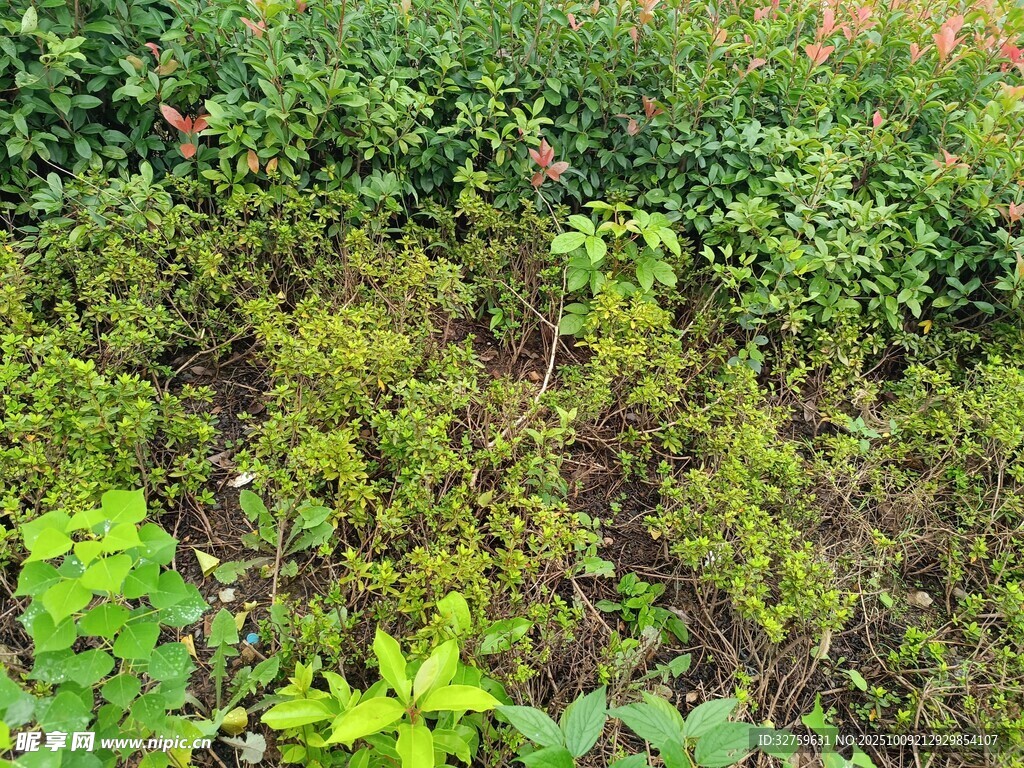 繁茂绿植景观
