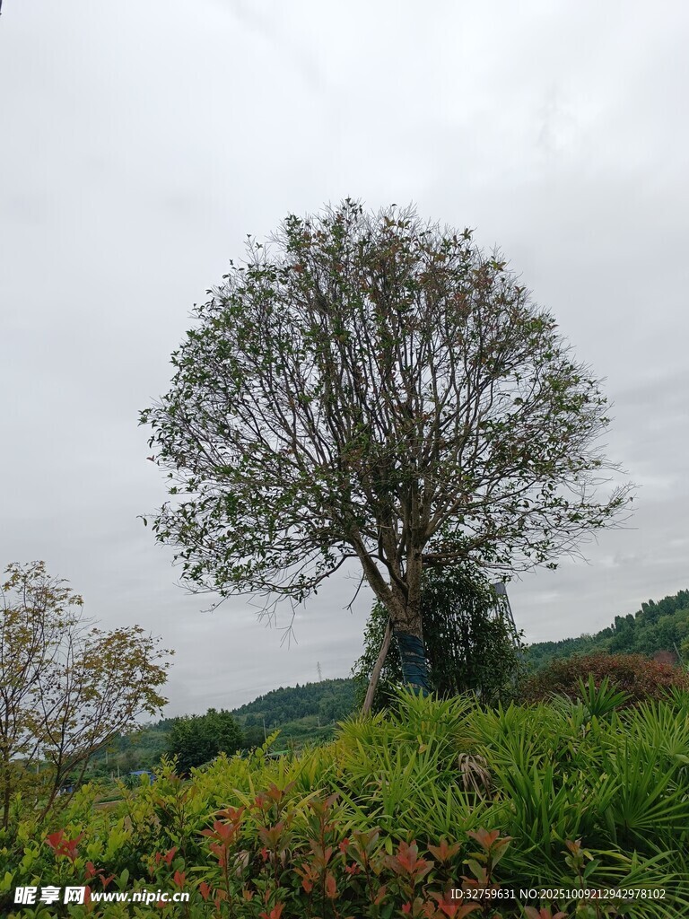 田野中孤独的大树