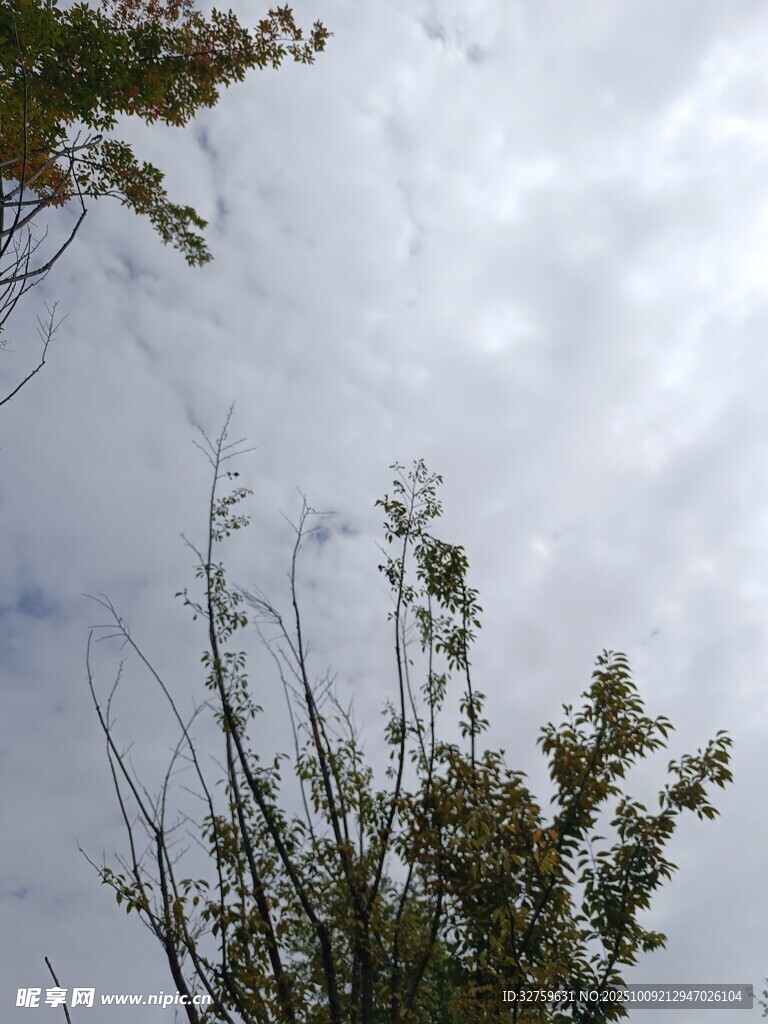 仰视天空下的树木枝叶