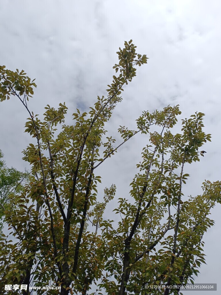 枝头新绿映灰白天空
