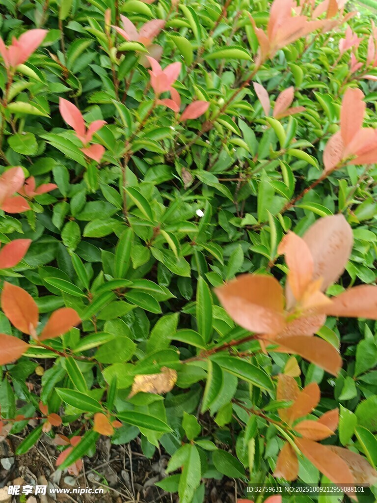 红叶绿植特写