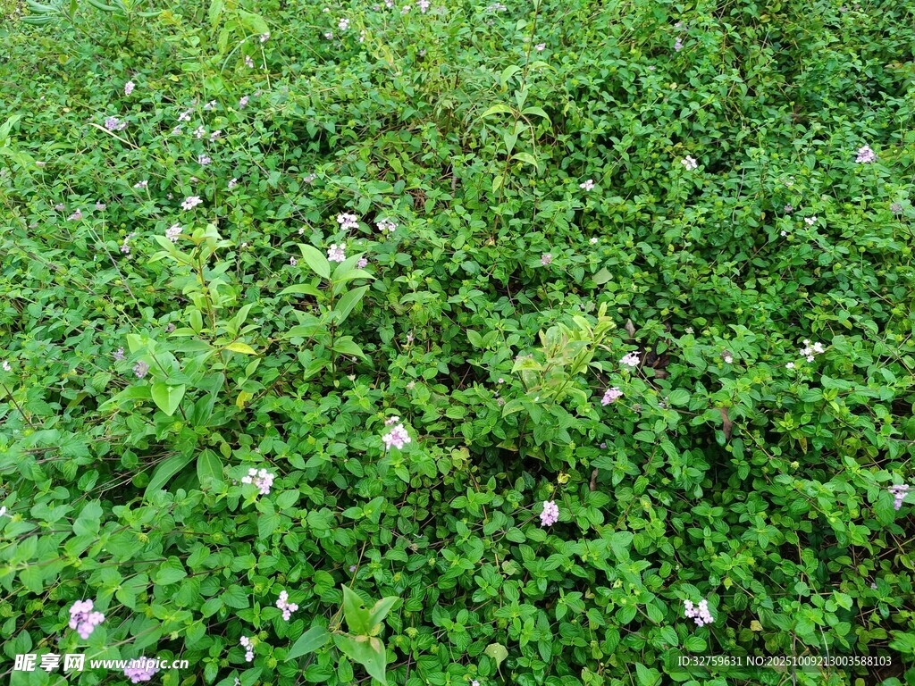 翠绿繁茂的草地植物景观