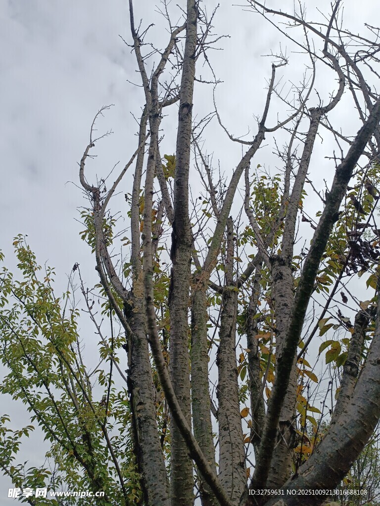 枯树与新绿交织的景象