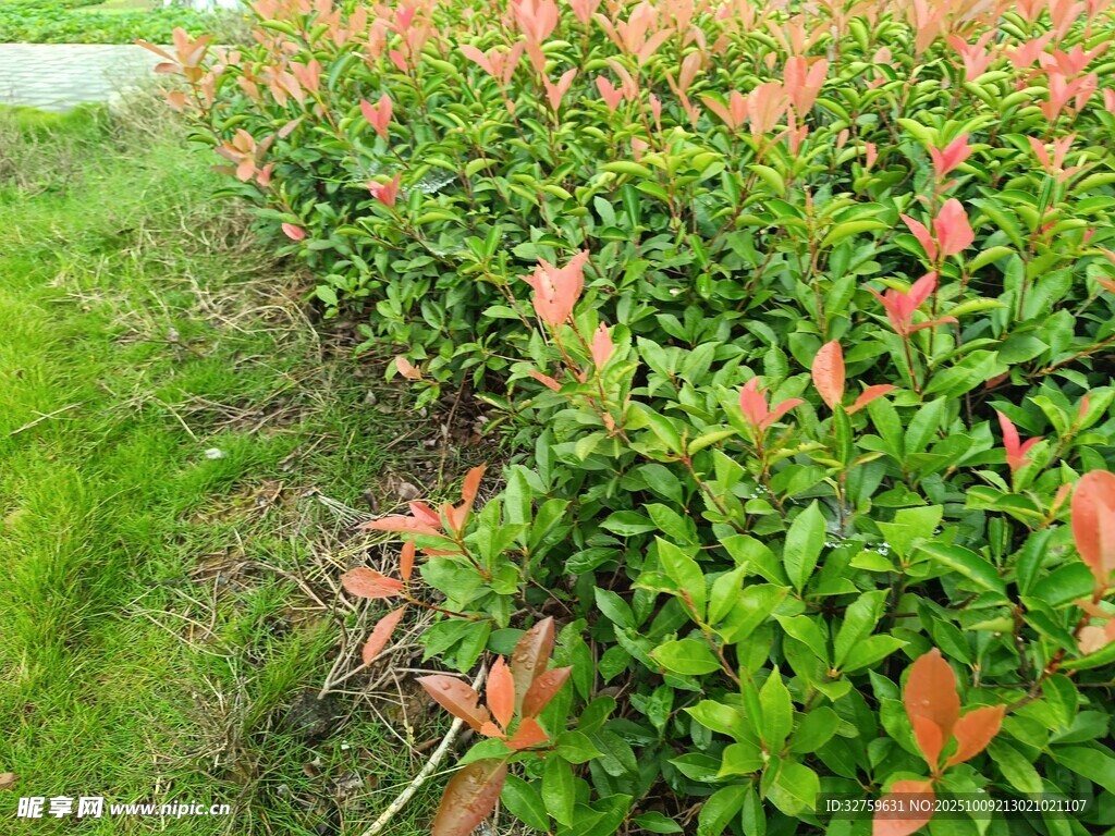 色彩斑斓的绿植景观