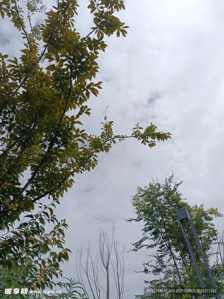 树梢间的天空景象