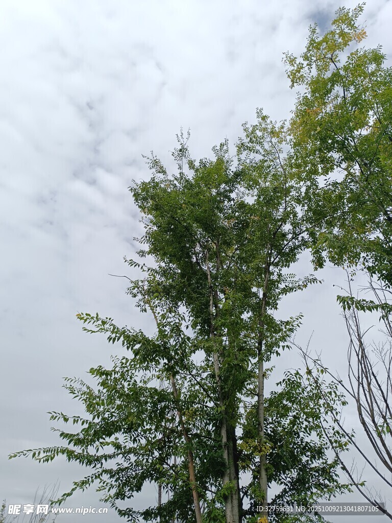天空下的翠绿树木
