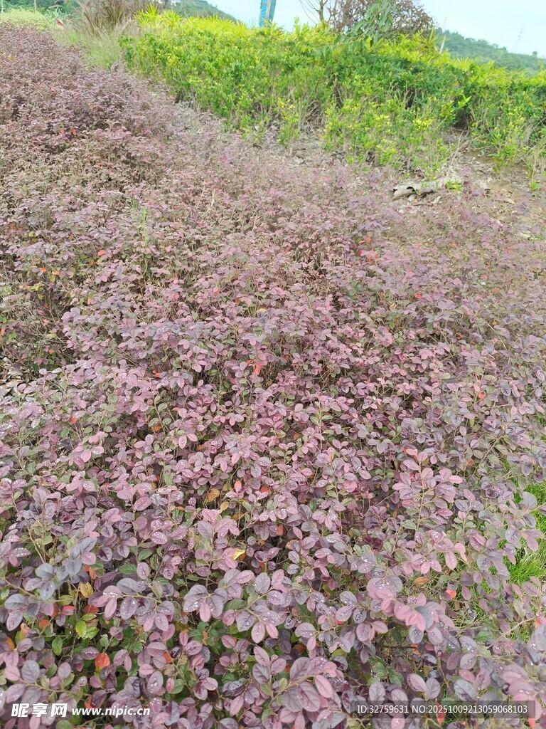 紫叶植物景观