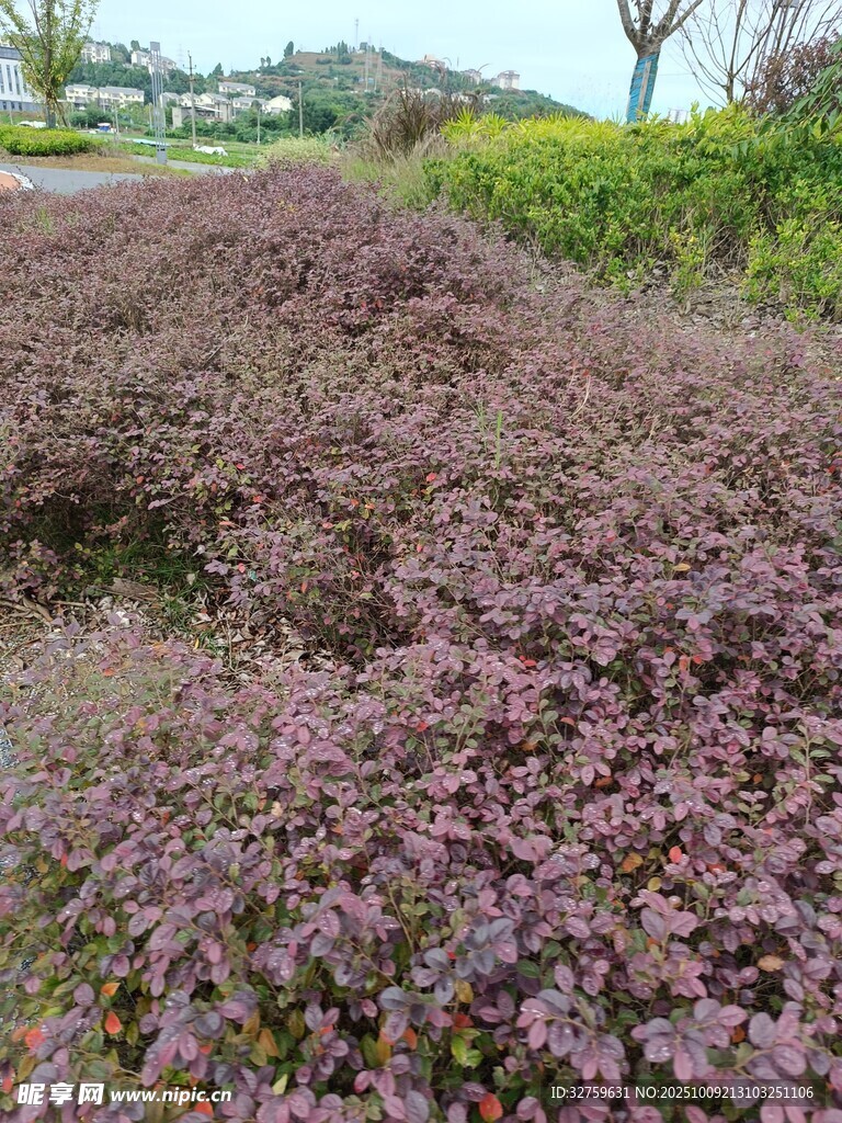 紫色地被植物景观