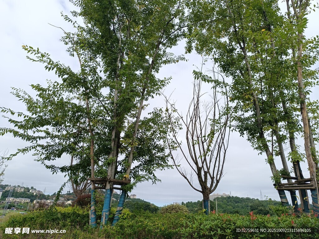 户外绿树成荫的自然景致