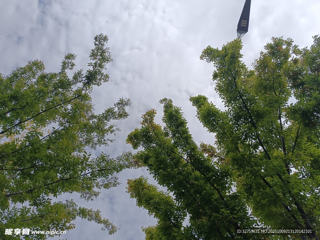 仰视绿树与天空景象