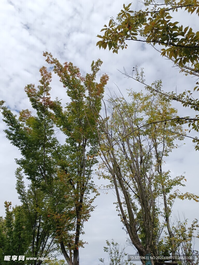 秋日树梢 