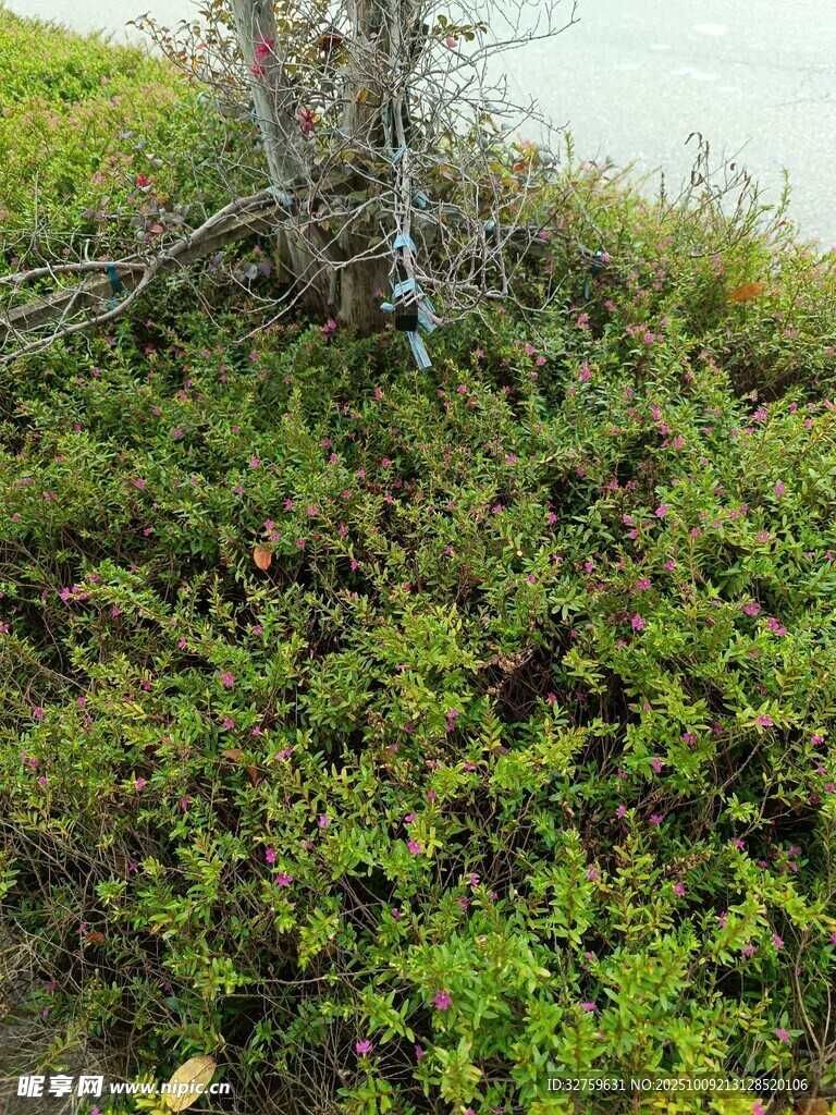 野外绿植与枯树景观