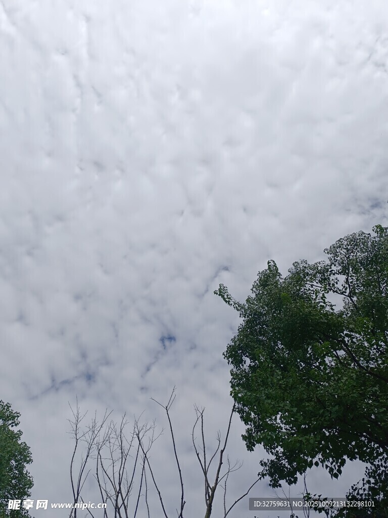 天空中云层与树木景观