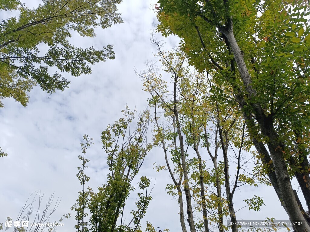 仰视葱郁树林