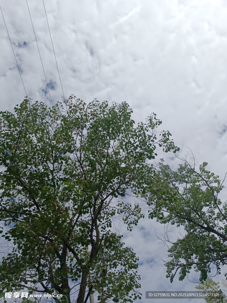 仰视下的繁茂绿树