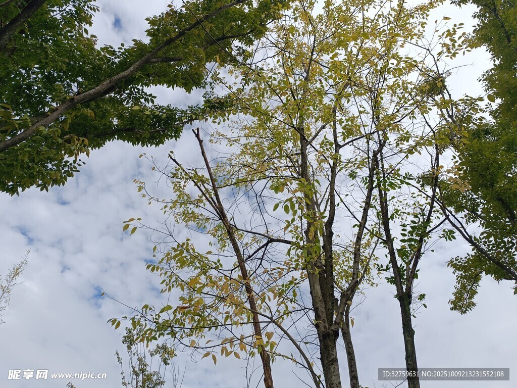 仰视葱郁树木与白云