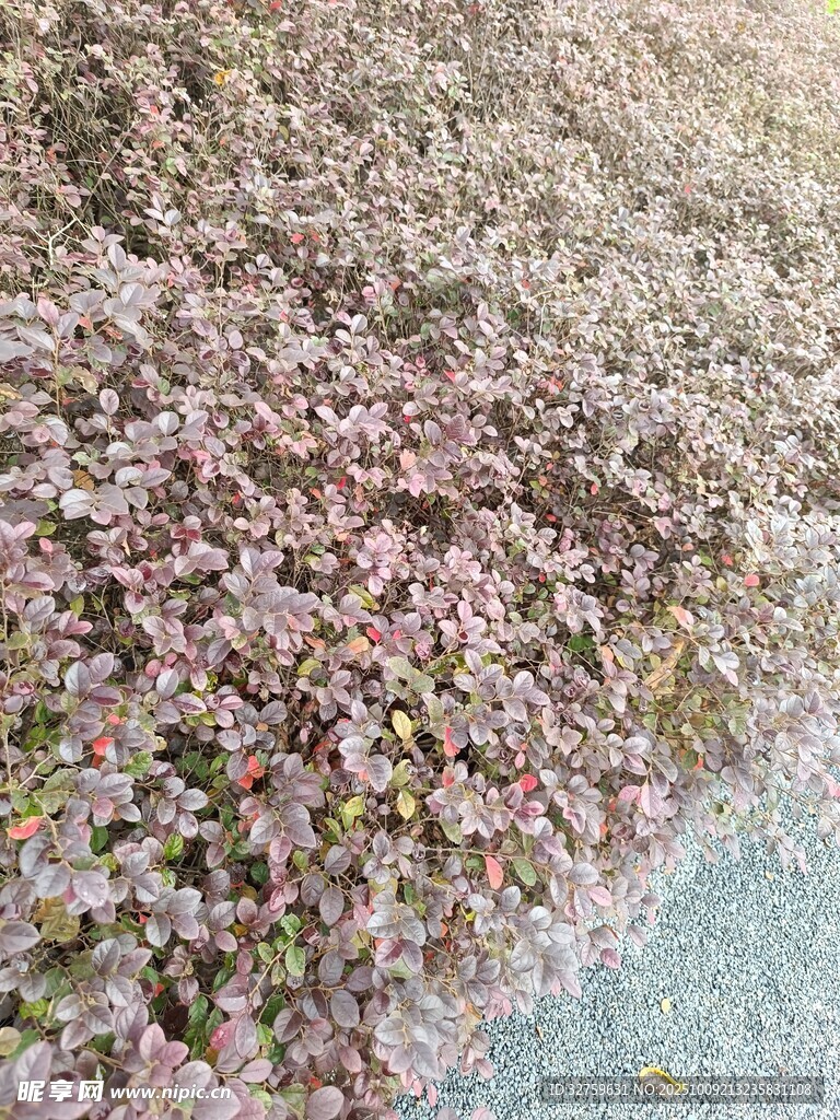 粉色繁花盛开的美丽景象