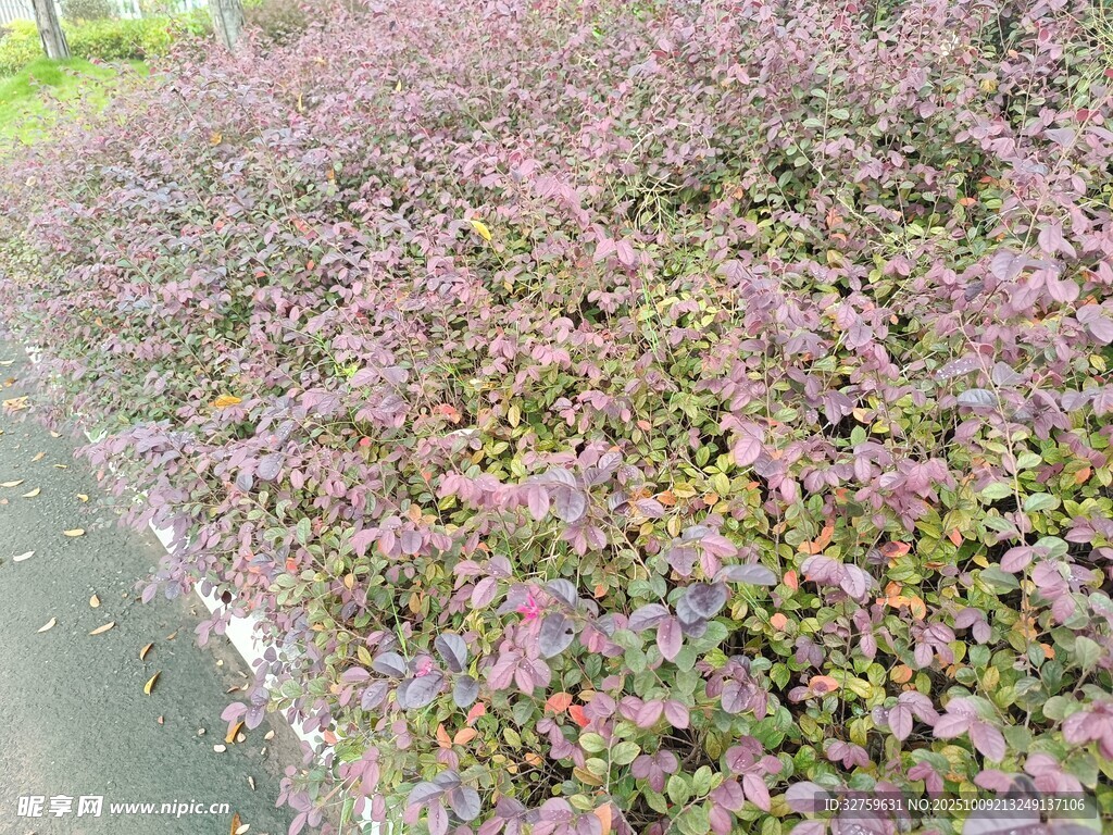 粉色花丛景观