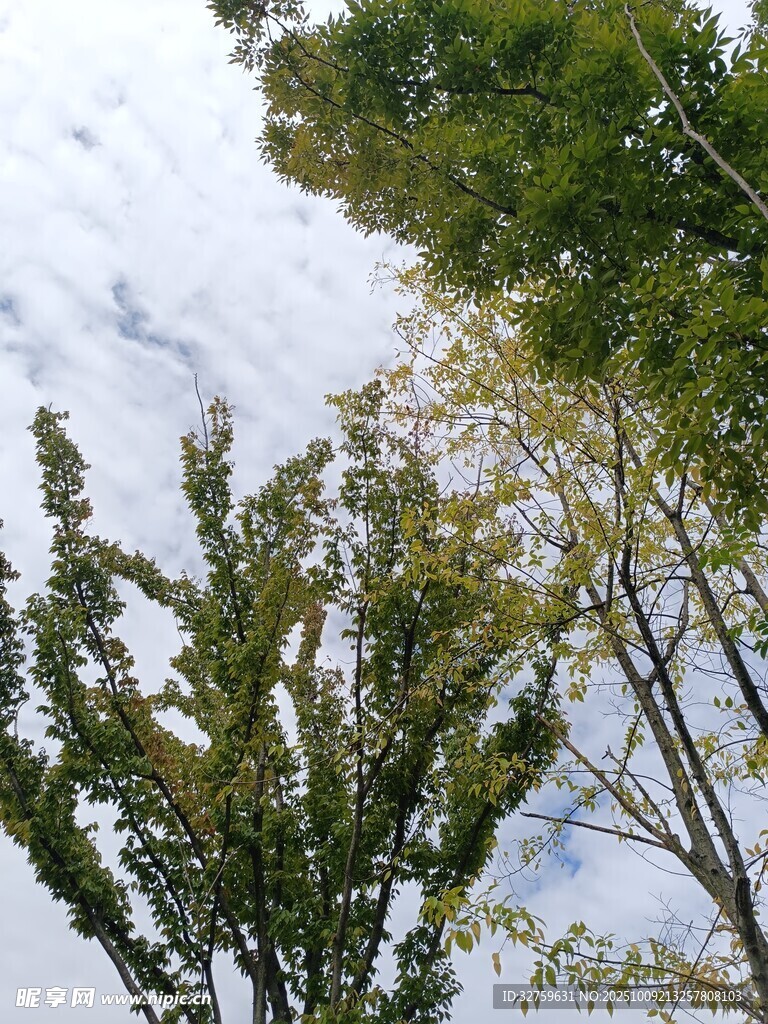 仰视绿树与天空美景