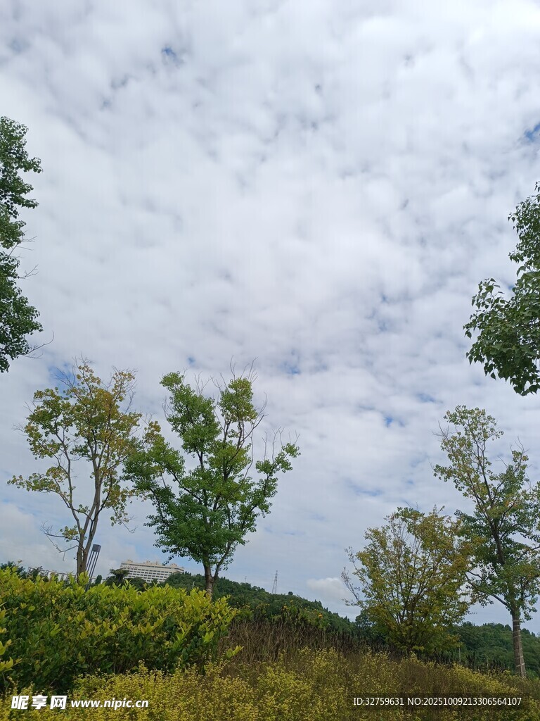 蓝天白云下的绿植景观