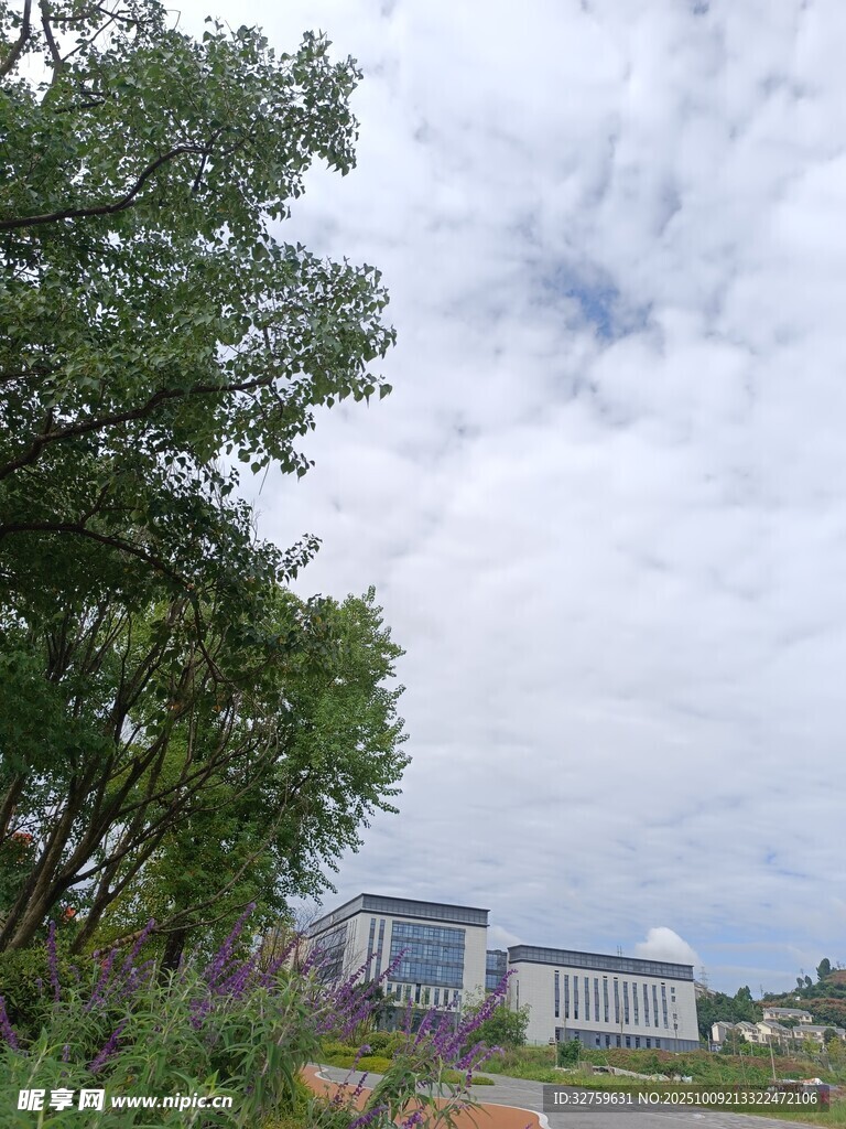 绿树掩映下的现代建筑