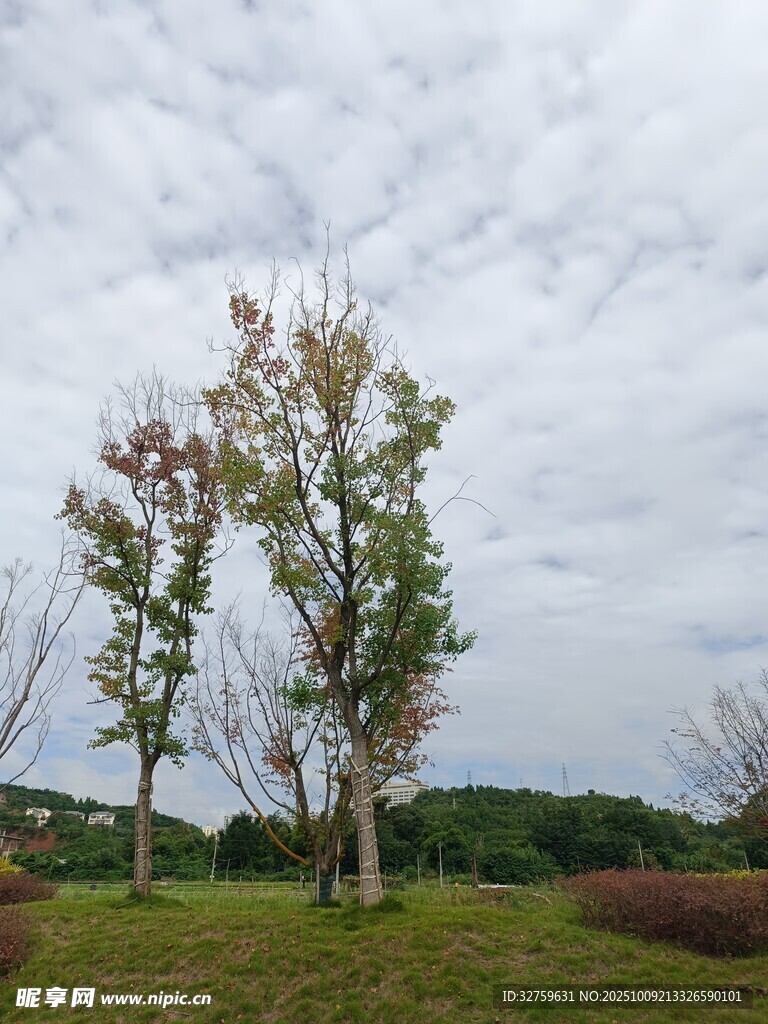 田野中的树木景观