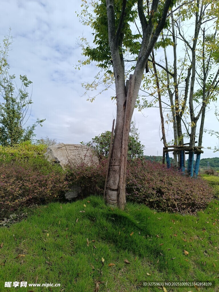 户外草地旁的树木景观