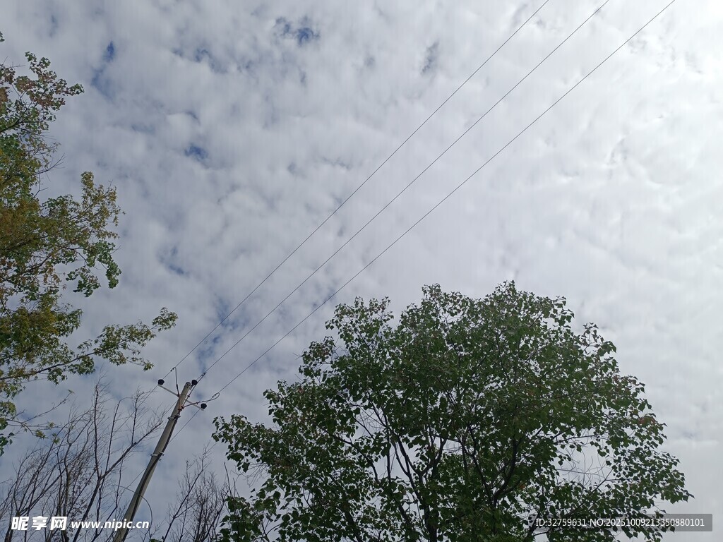 仰望天空下的树木